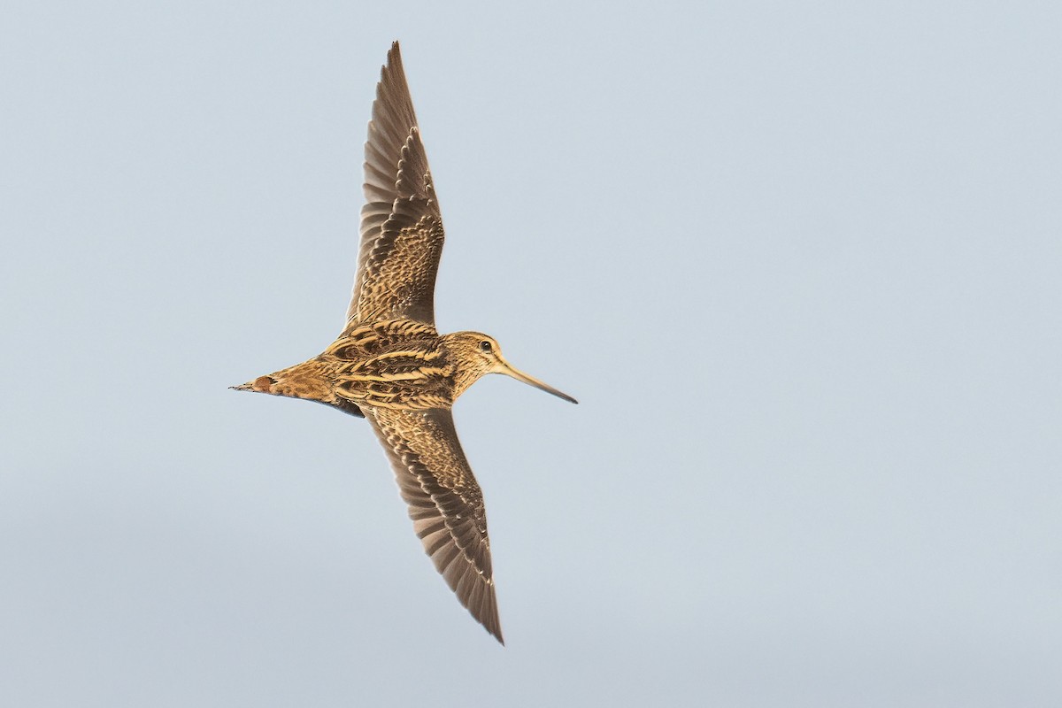 Pin-tailed Snipe - ML514242261