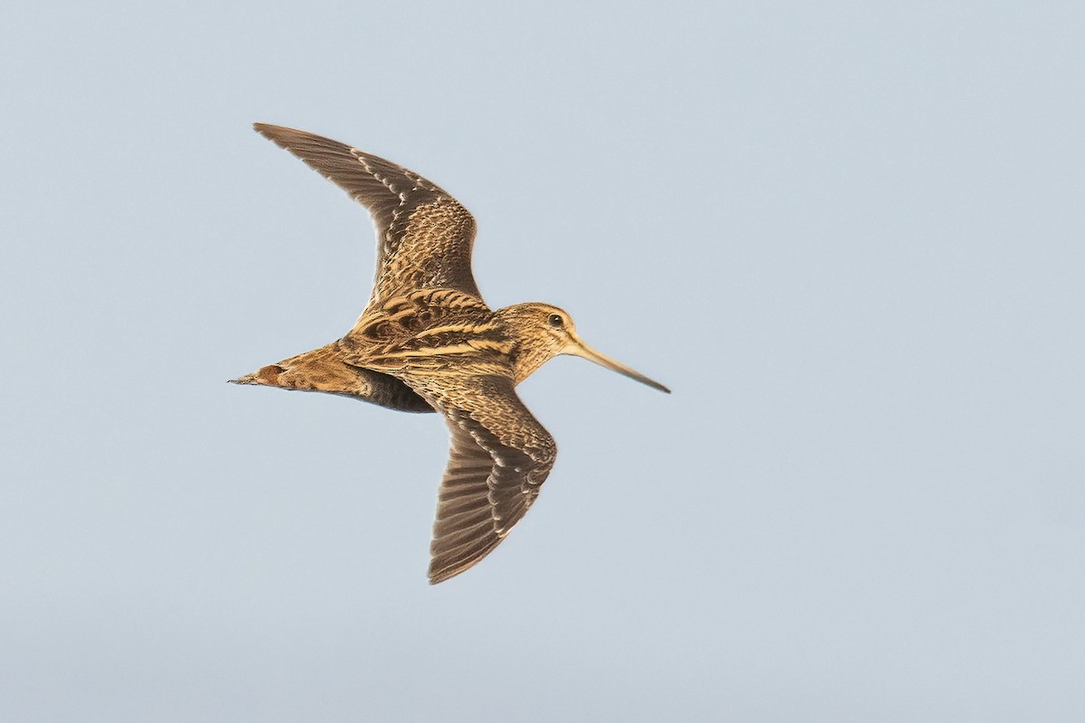 Pin-tailed Snipe - ML514242341