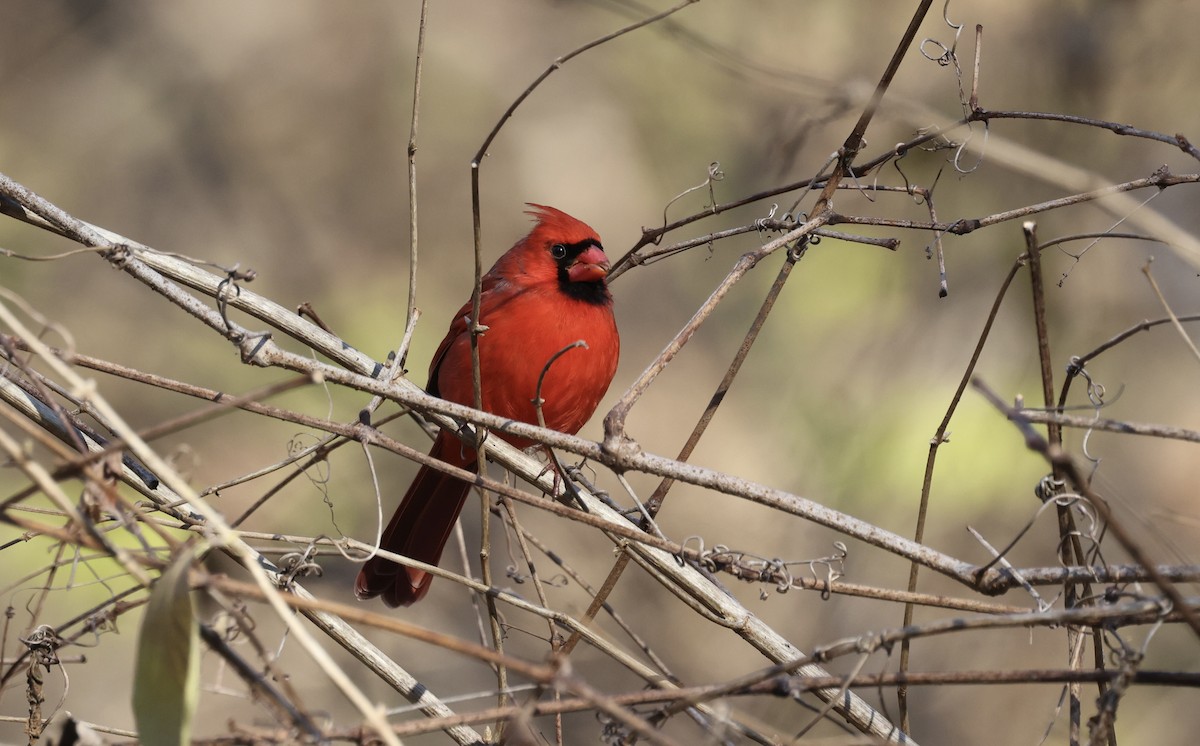 Cardinal rouge - ML514243781