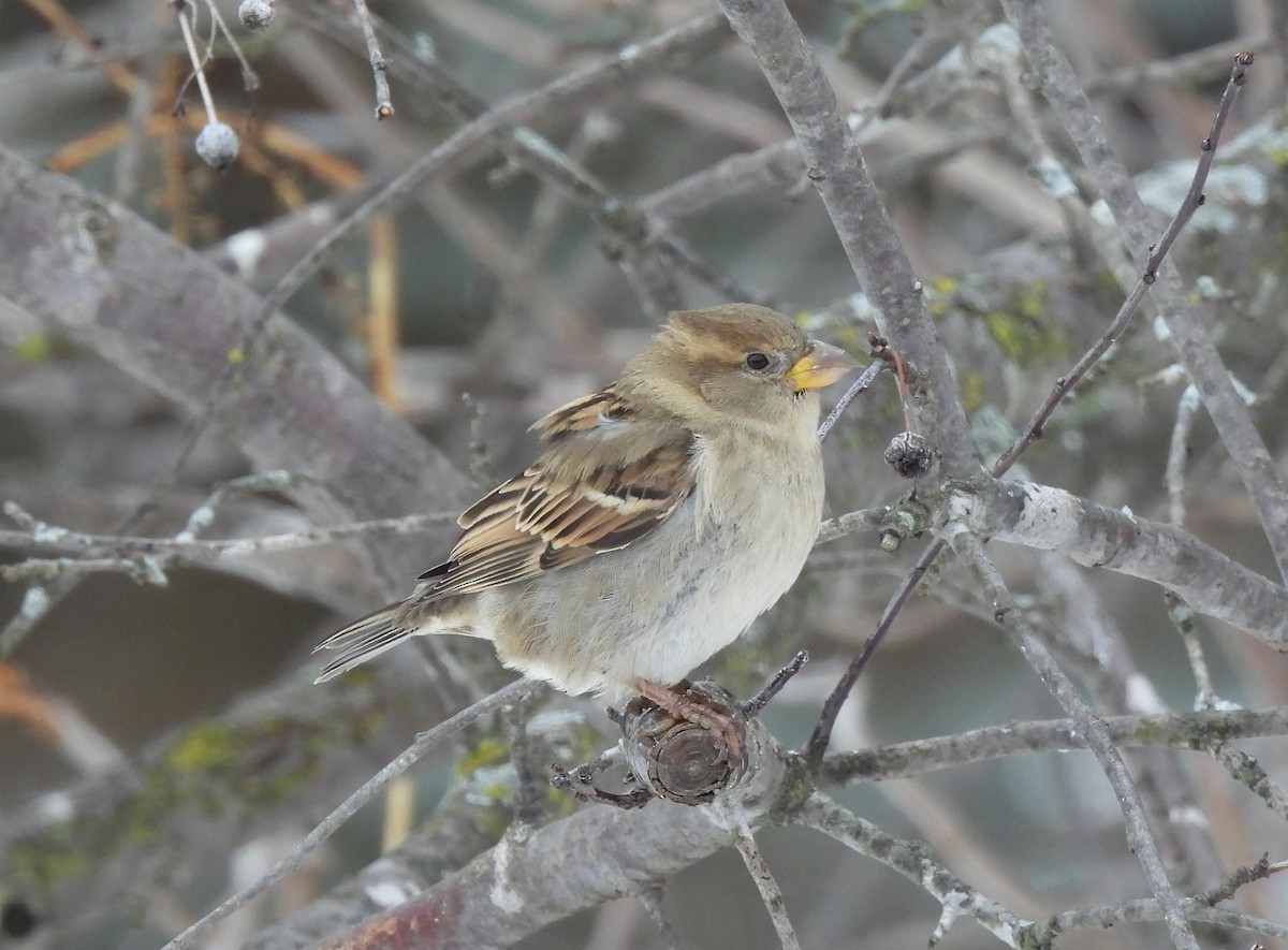 House Sparrow - ML514244571
