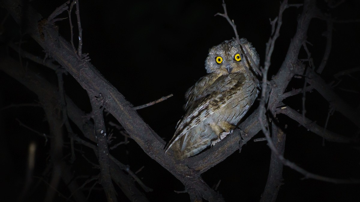 Pallid Scops-Owl - babur hakarar