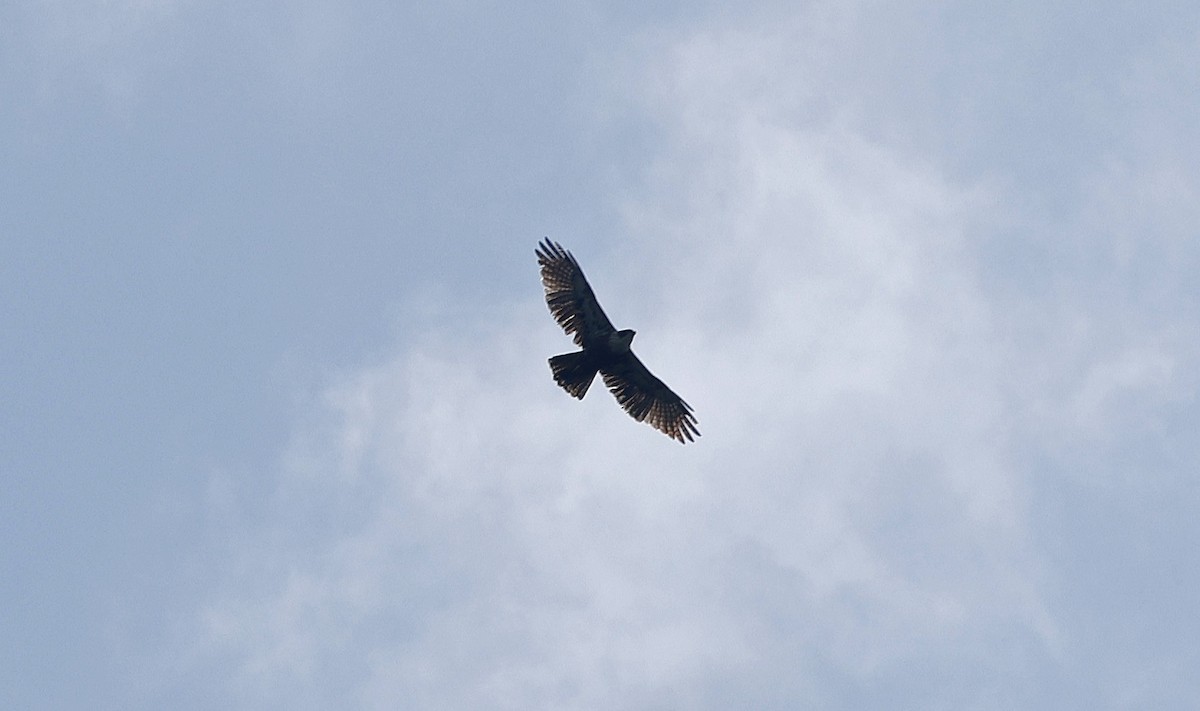 Rufous-bellied Eagle - ML514247211