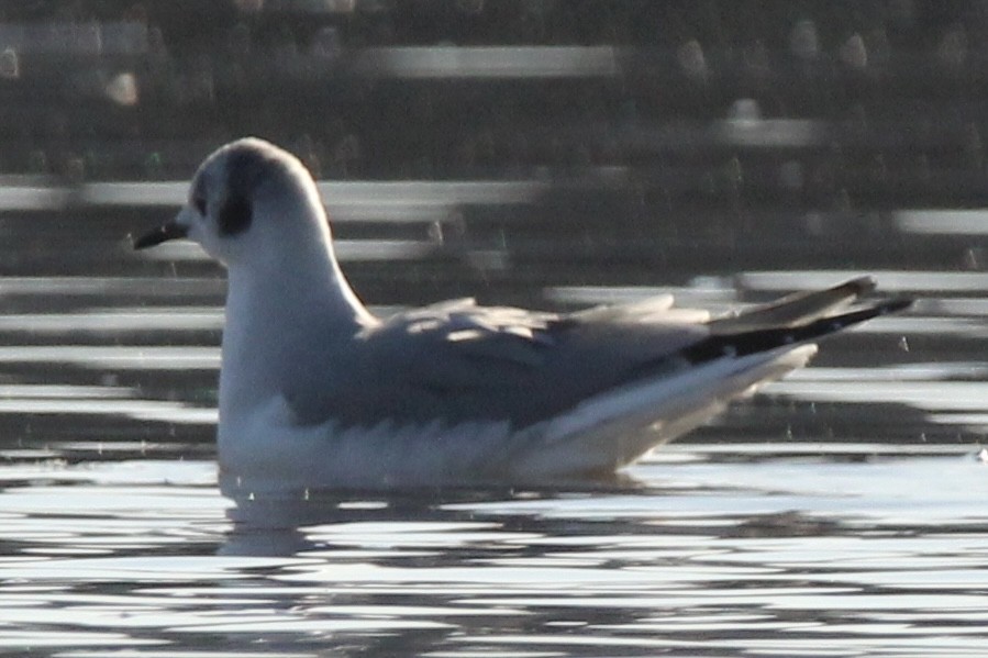 Bonaparte's Gull - ML514247441