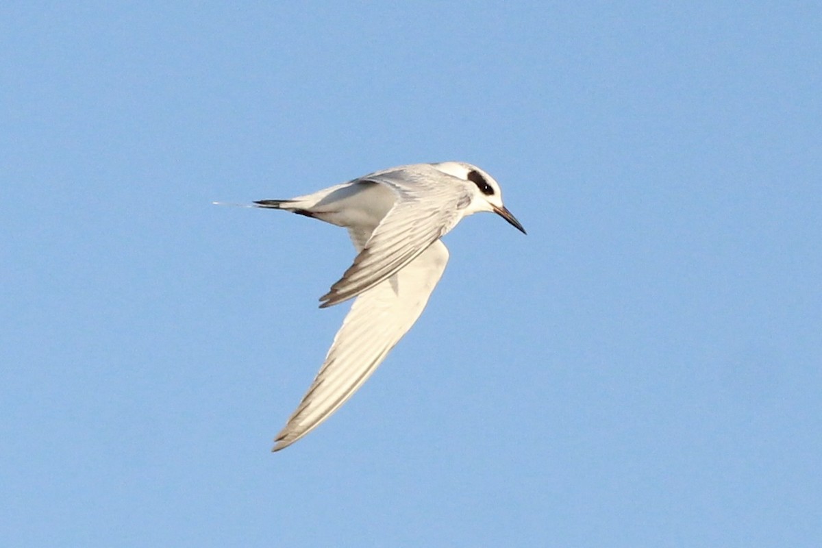 Forster's Tern - ML514247511