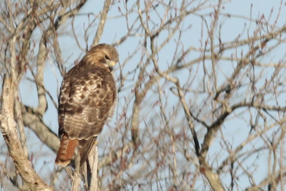 Red-tailed Hawk - ML514247761