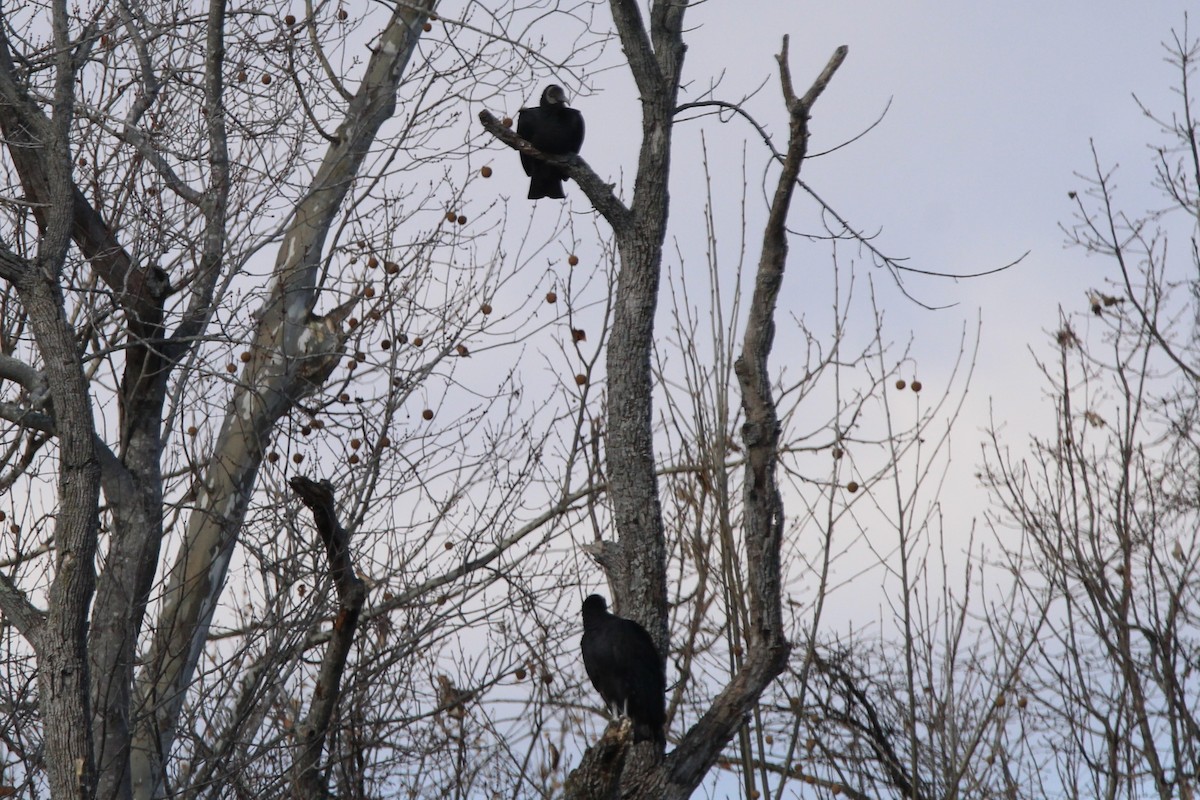 Black Vulture - ML514248661