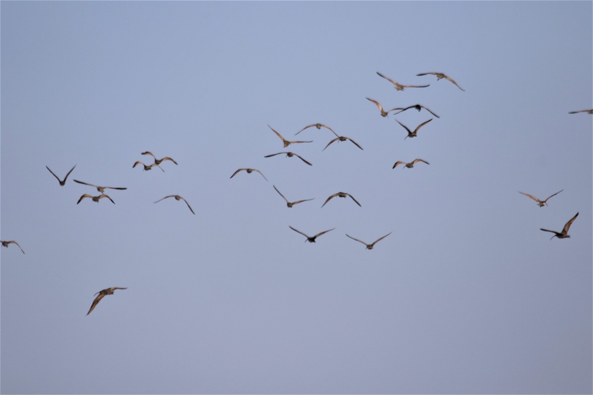 Long-billed Curlew - ML514248831