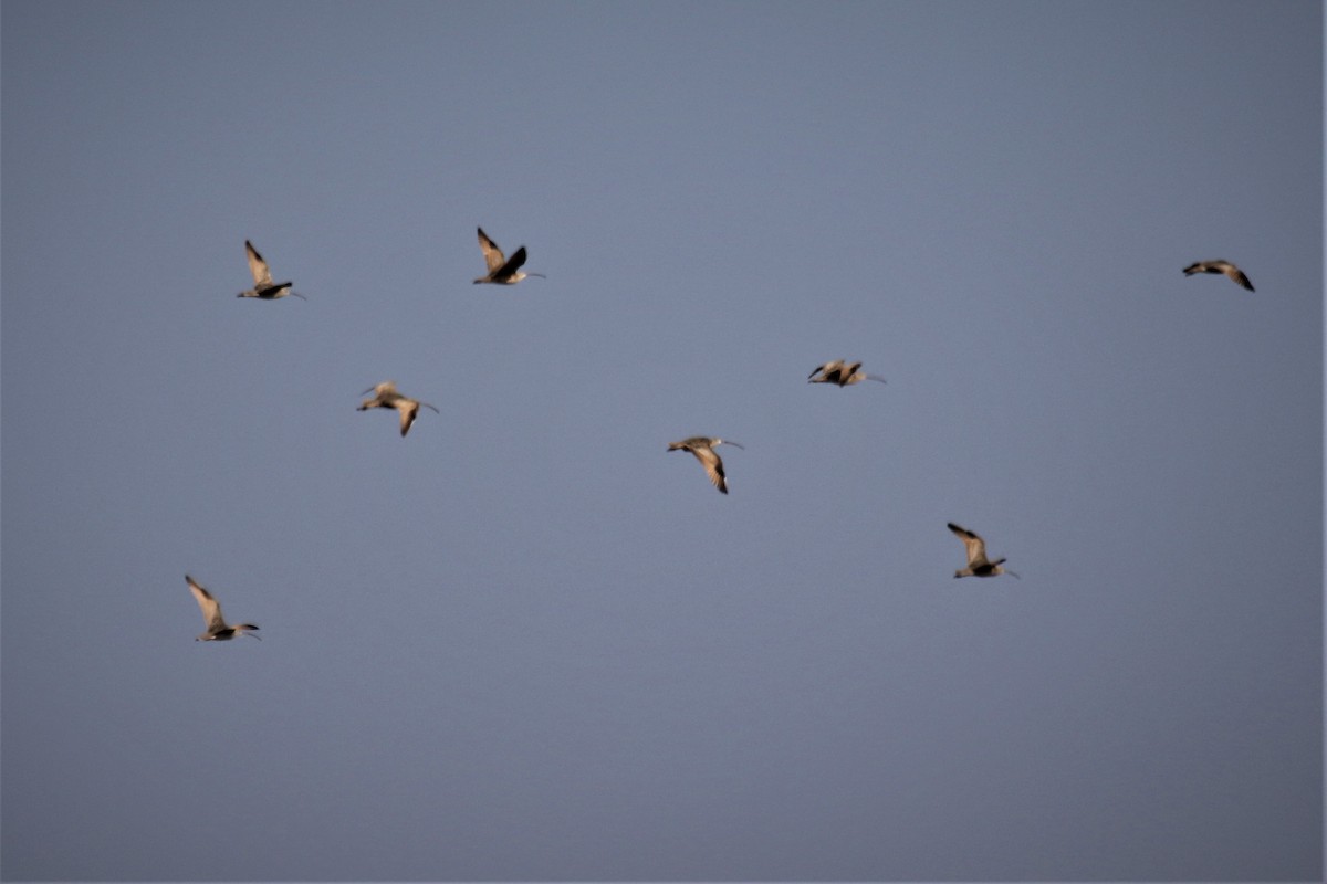 Long-billed Curlew - ML514248961