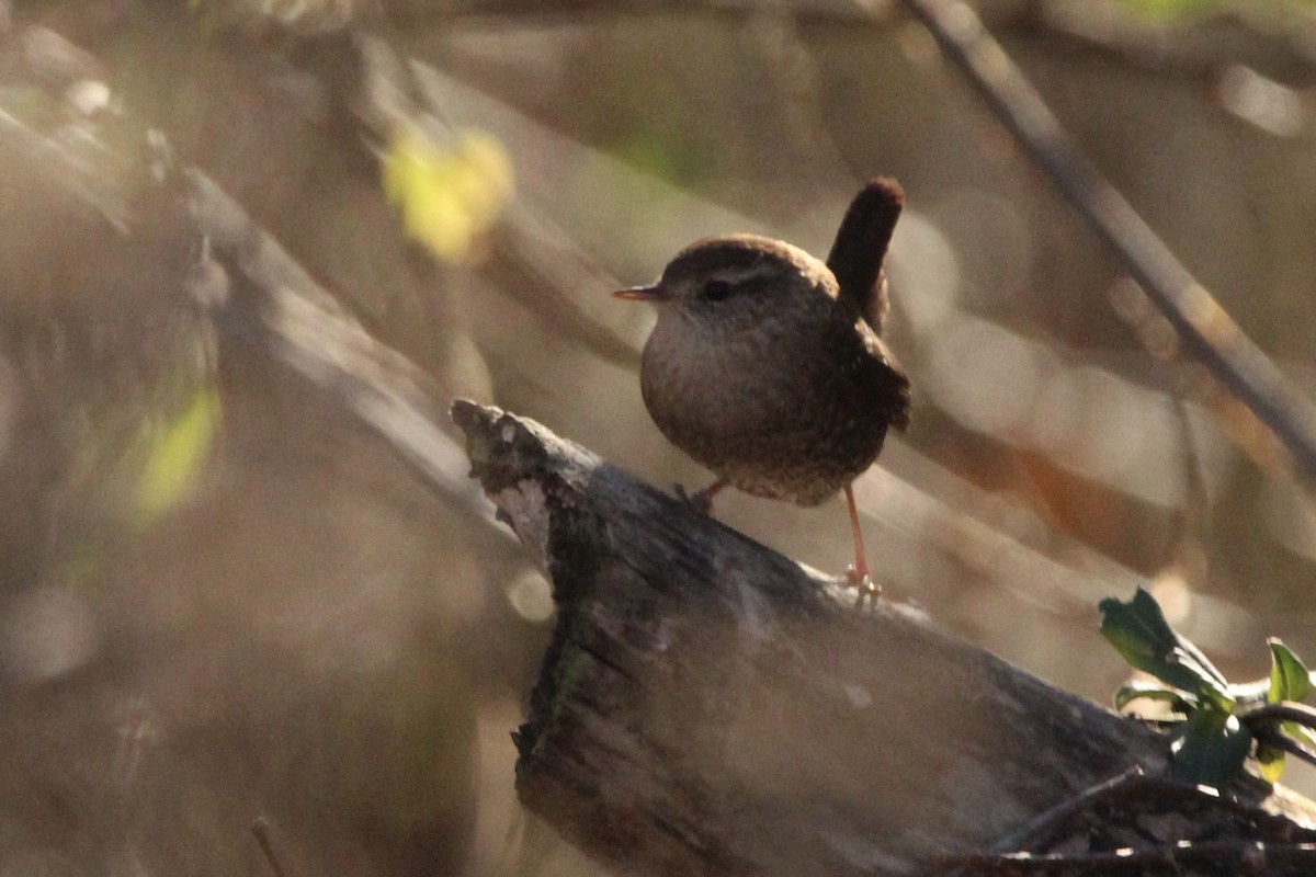 Winter Wren - ML514249121