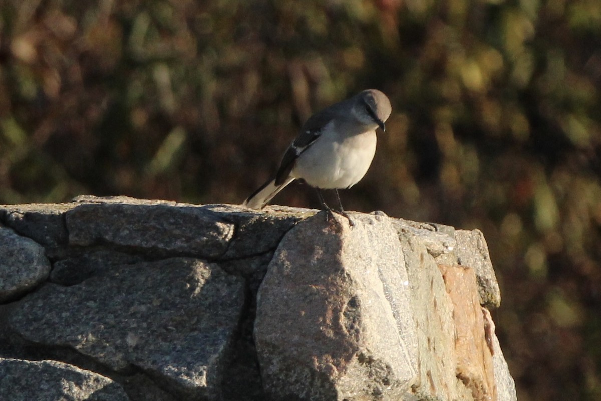 Northern Mockingbird - ML514249361