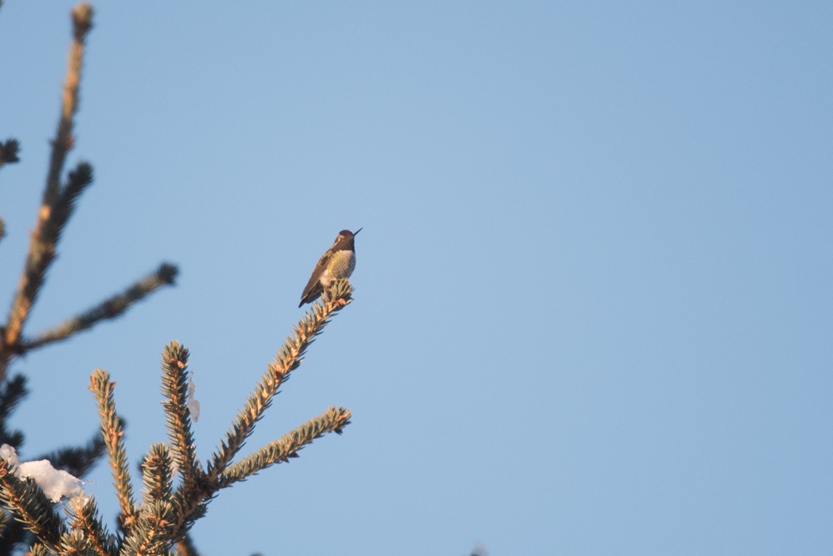 Anna's Hummingbird - ML514254001