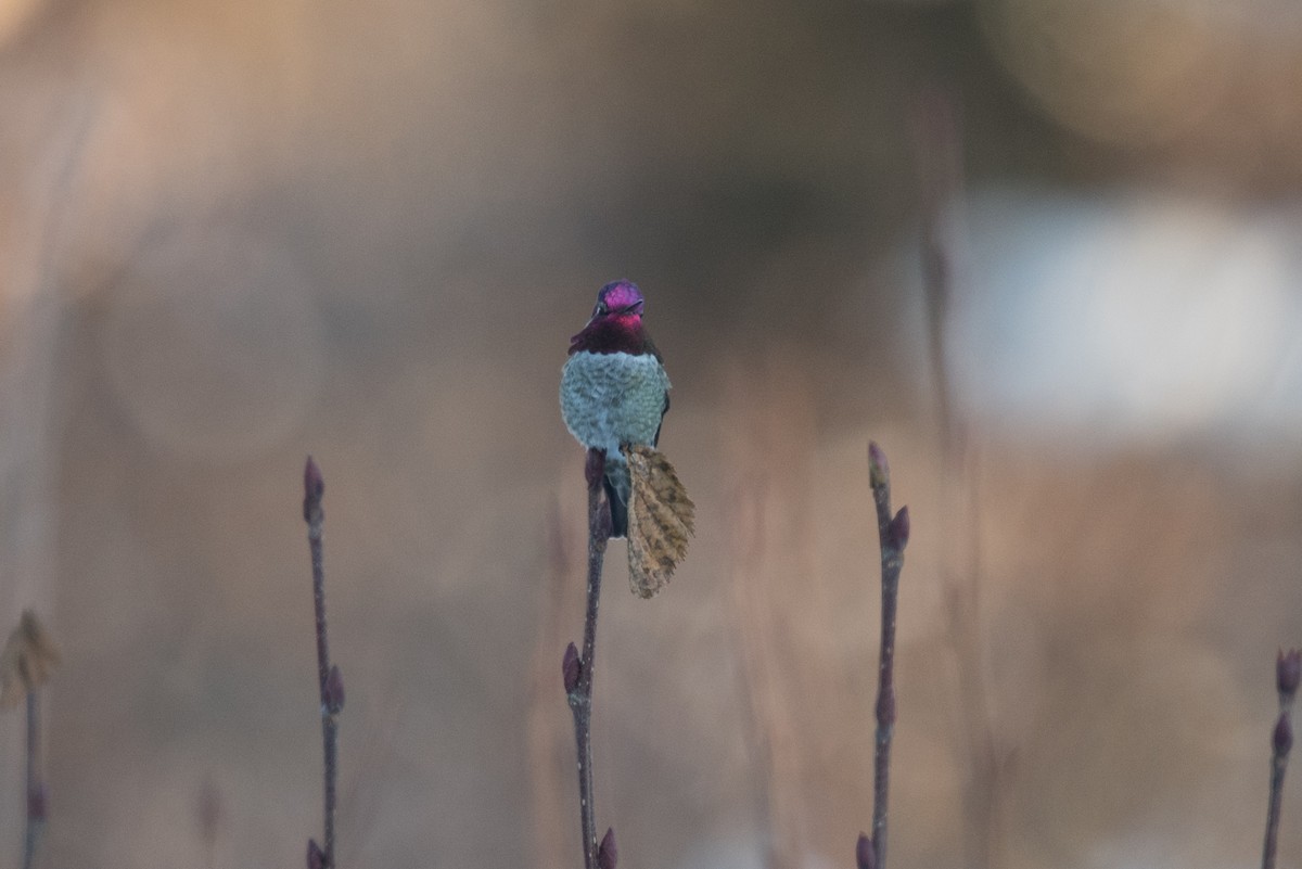 Anna's Hummingbird - ML514254011