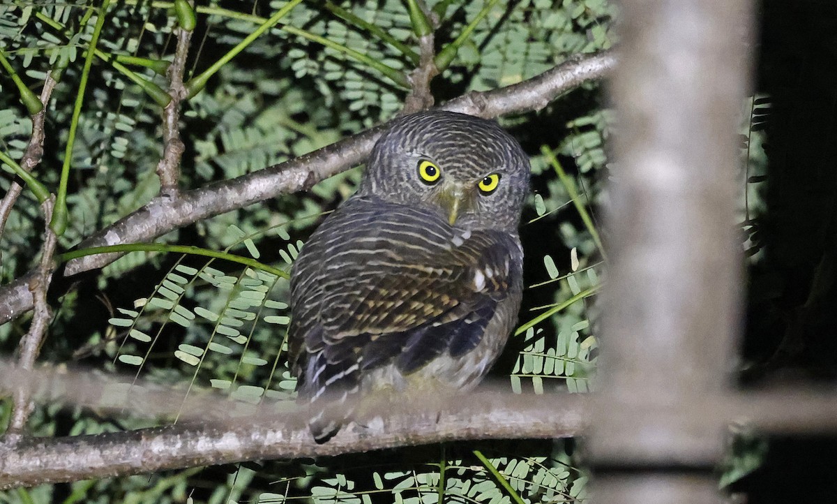 Asian Barred Owlet - ML514254101