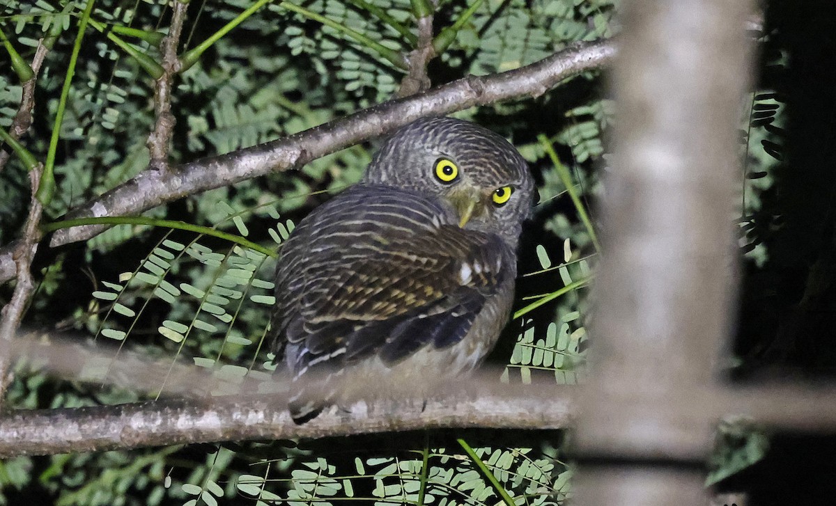 Asian Barred Owlet - ML514254131