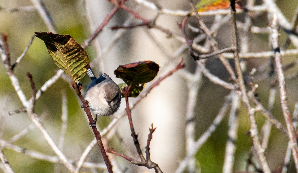 Bushtit - ML514254161