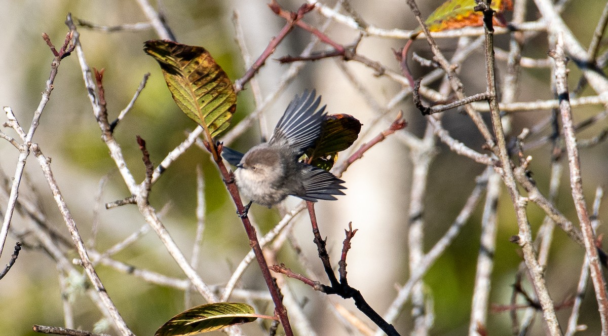 Bushtit - Jim Yeskett