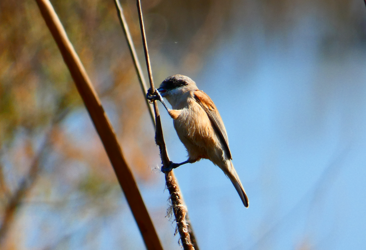 Eurasian Penduline-Tit - ML514255191