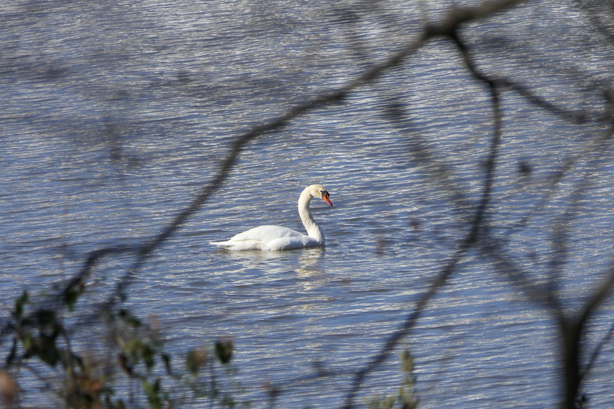 Mute Swan - Patty McQuillan