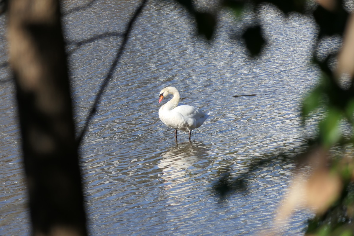 Mute Swan - Patty McQuillan