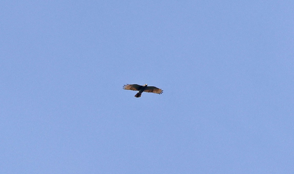 Rufous-winged Buzzard - Paul Chapman