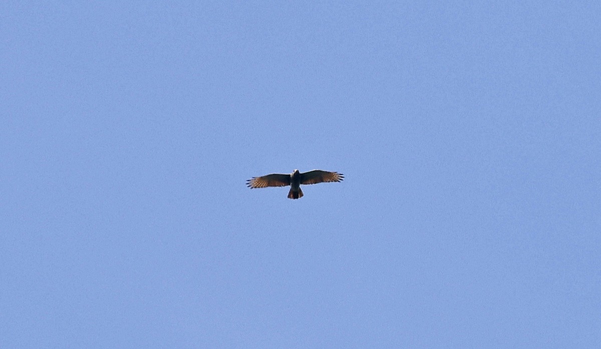 Rufous-winged Buzzard - Paul Chapman