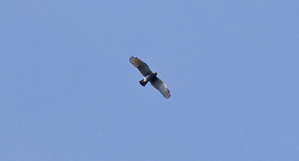 Rufous-winged Buzzard - Paul Chapman