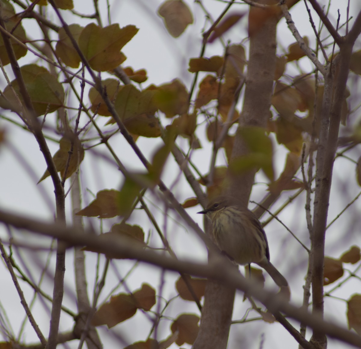 Yellow-rumped Warbler - Peter Kleinhenz