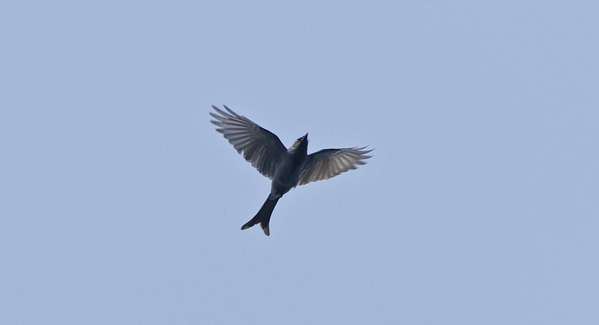 drongo kouřový [skupina leucophaeus] - ML514257181