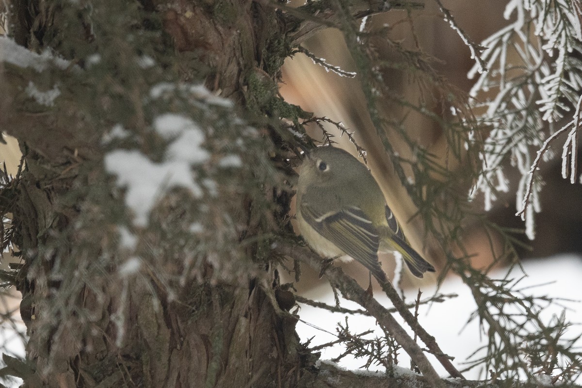 Ruby-crowned Kinglet - ML514257701