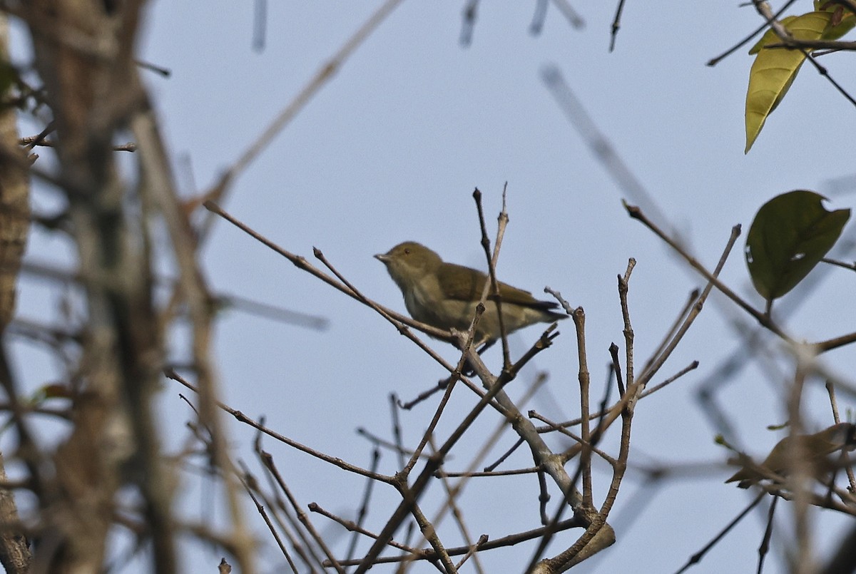 Thick-billed Flowerpecker (obsoletum Group) - Paul Chapman