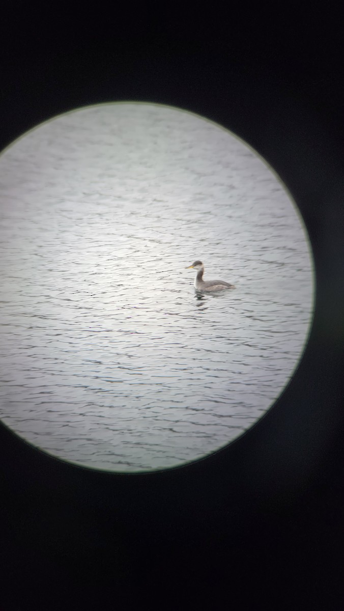 Red-necked Grebe - ML514259391