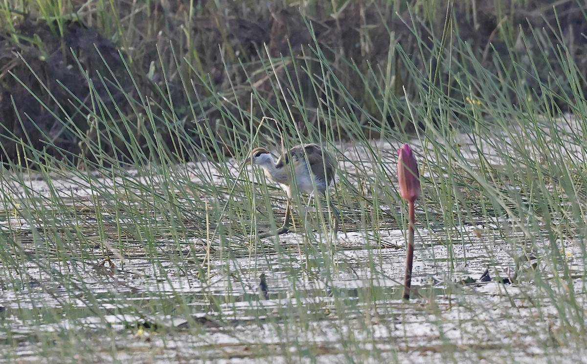 Pheasant-tailed Jacana - ML514260131