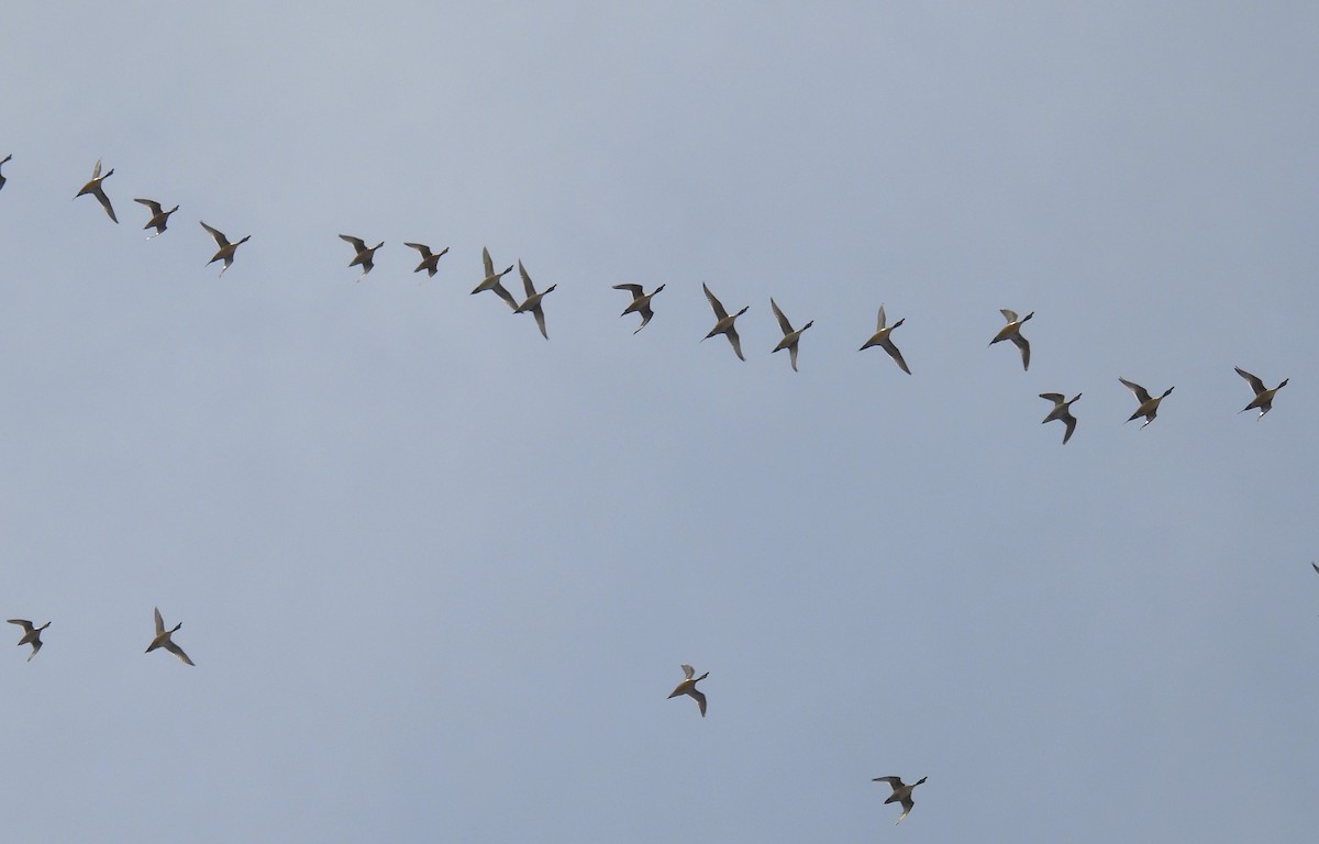 Northern Pintail - ML514260171