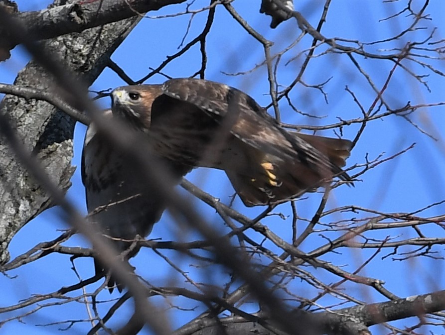 Red-tailed Hawk - ML514260931