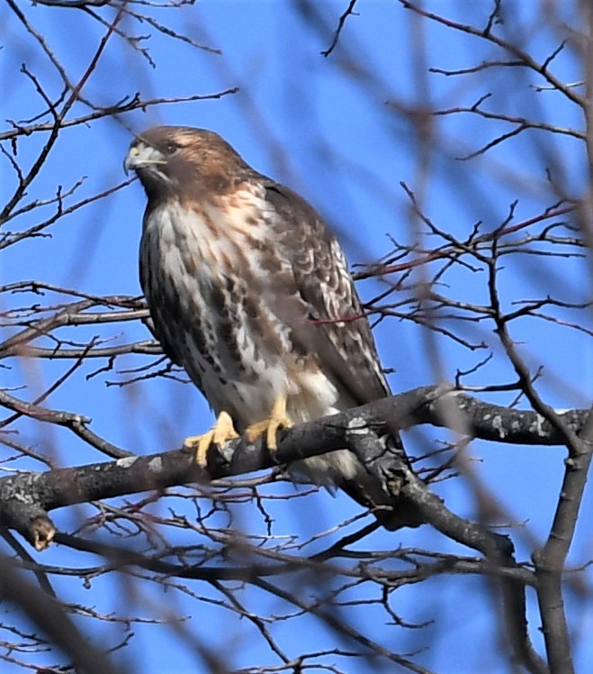 Red-tailed Hawk - ML514260941