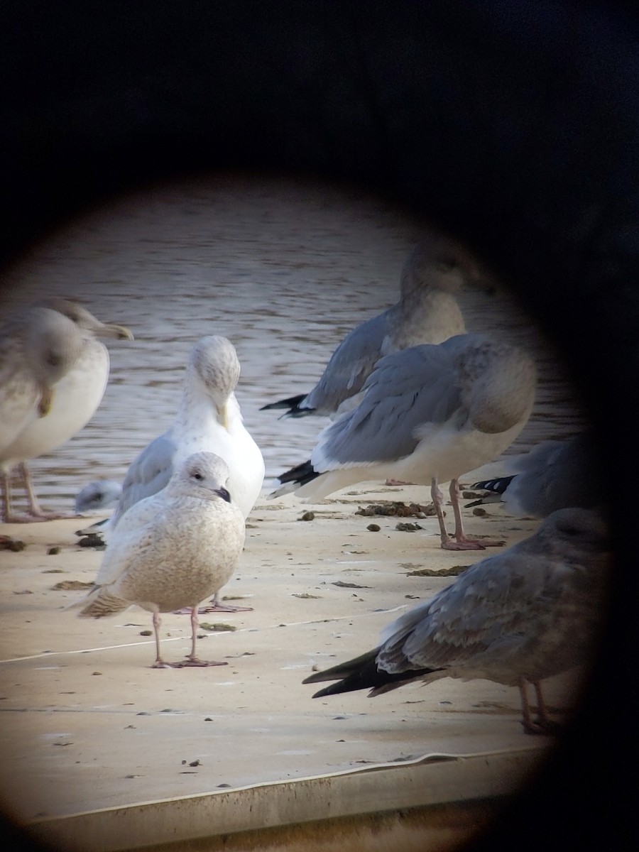 Iceland Gull - ML514261751