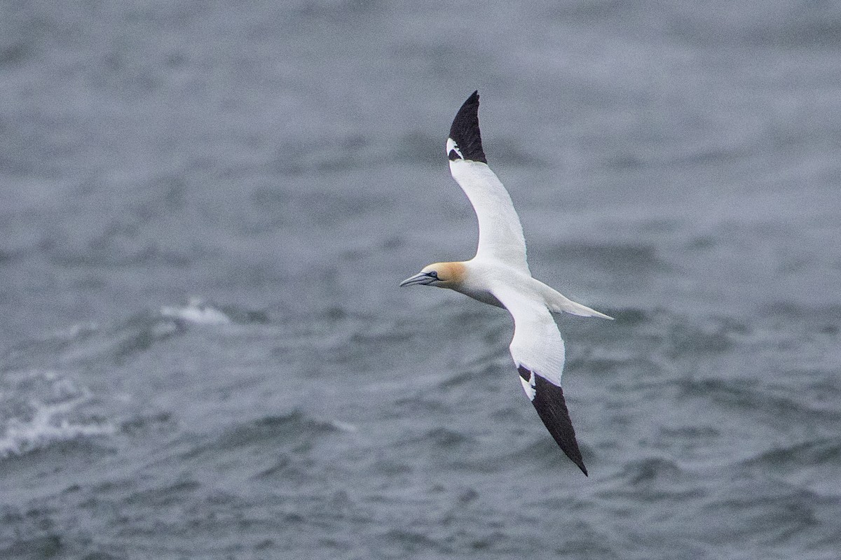 Northern Gannet - Bradley Hacker 🦜