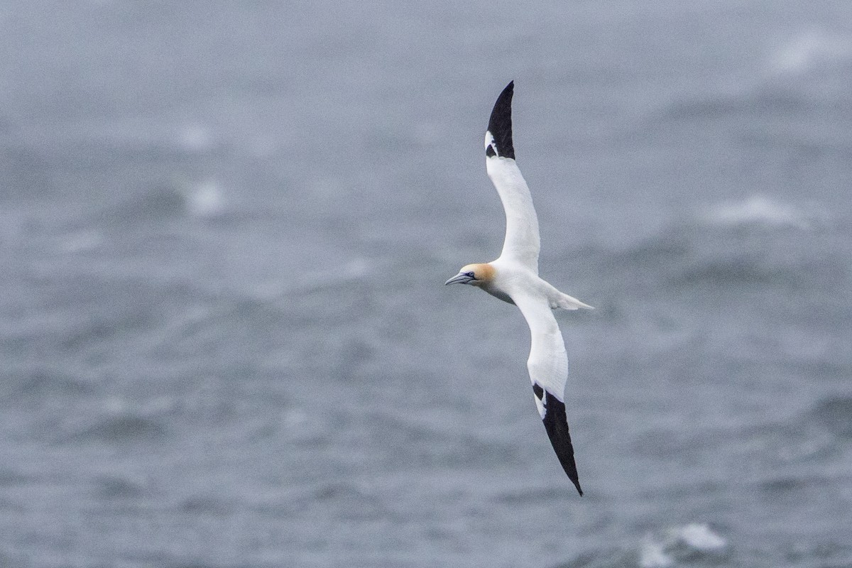 Northern Gannet - ML51426251