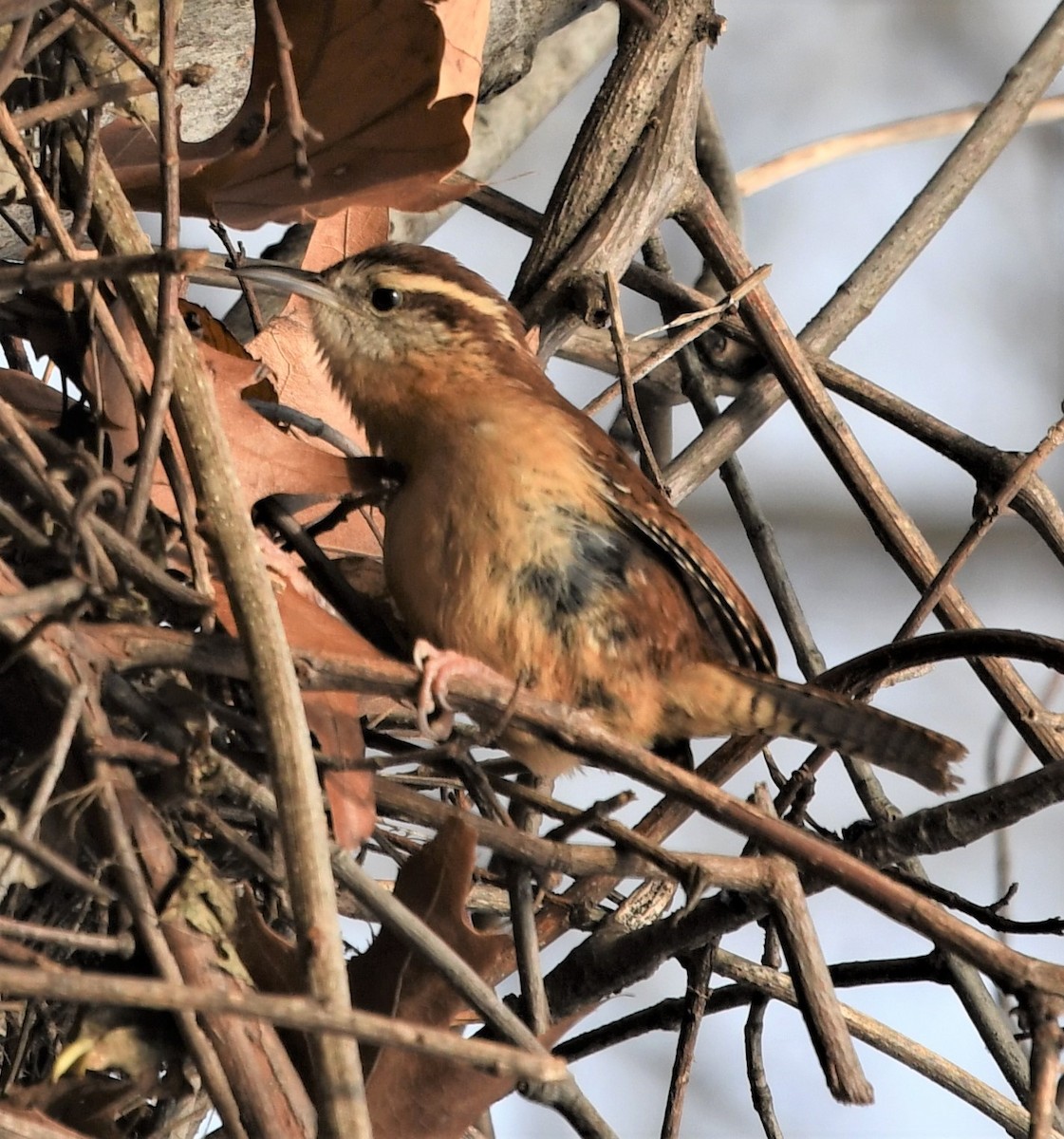 Carolina Wren - ML514262631