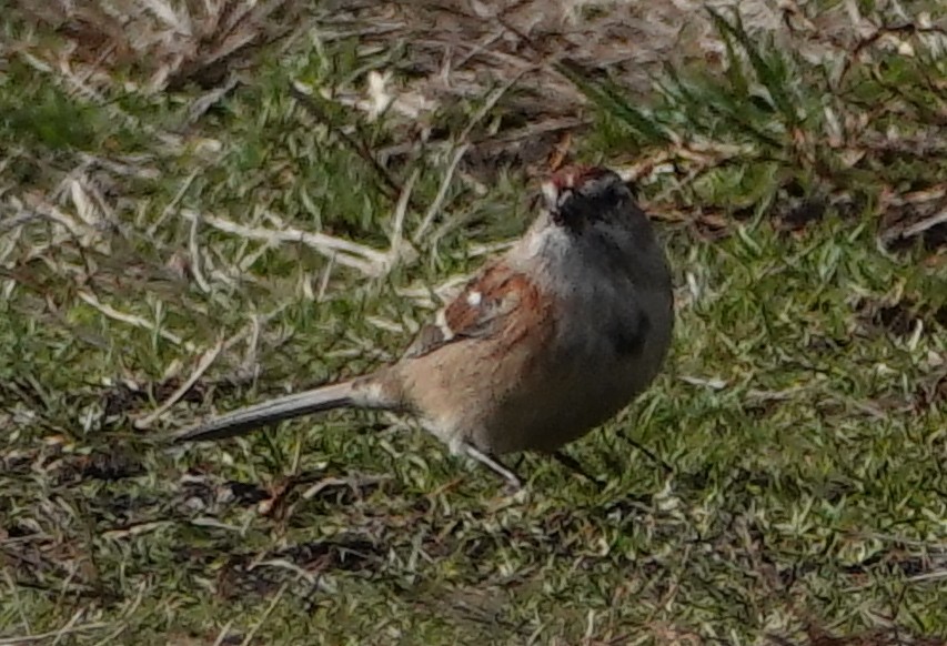 American Tree Sparrow - ML514262831