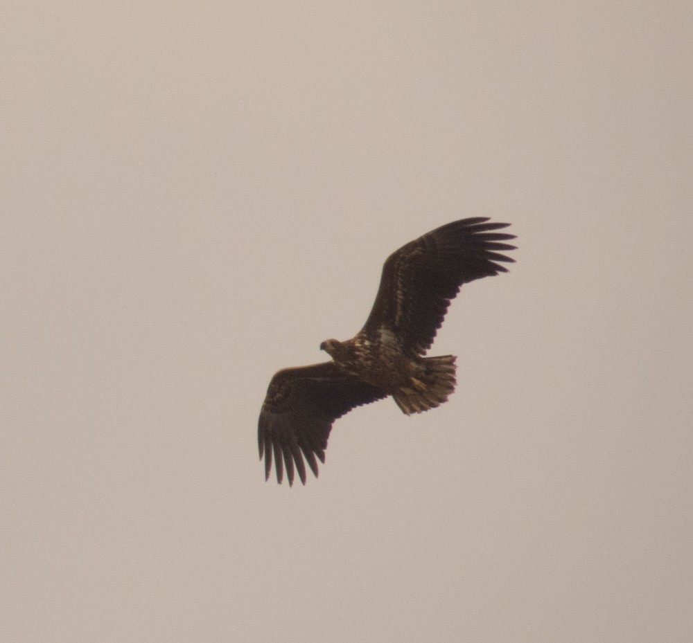 White-tailed Eagle - Aleksa Vukićević
