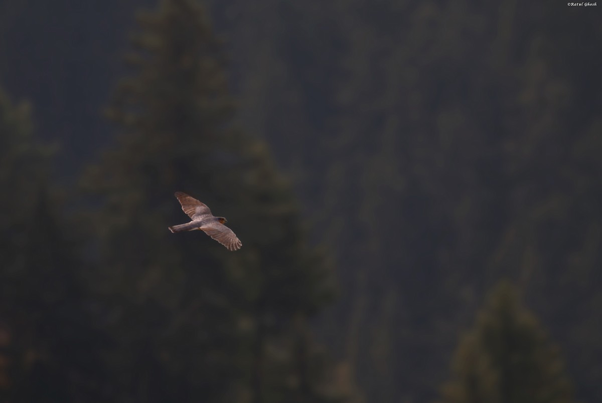 Eurasian Sparrowhawk - ML514263961