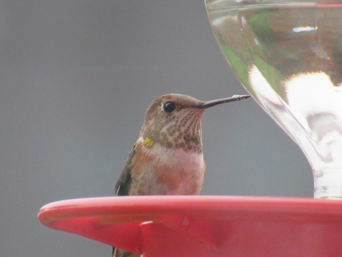 Colibrí Rufo - ML514264441