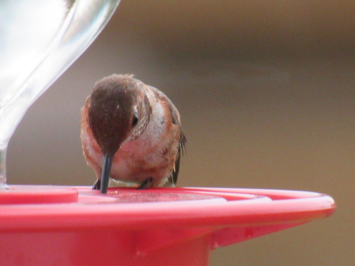 Colibrí Rufo - ML514264921