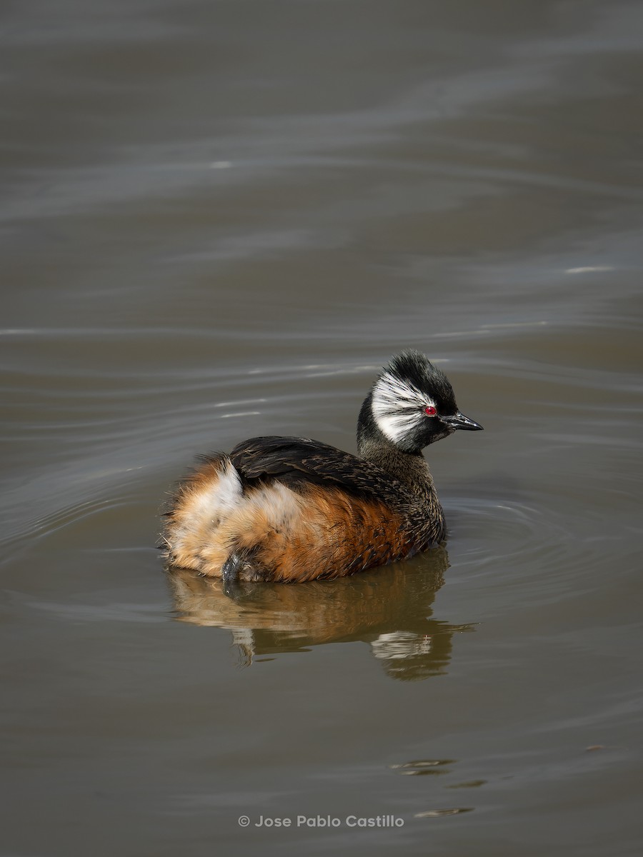 White-tufted Grebe - Jose Pablo Castillo