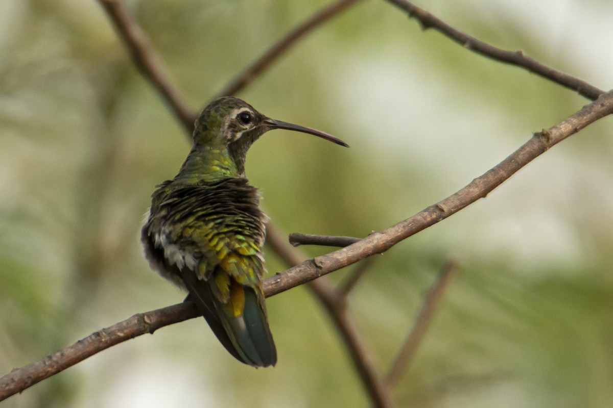 Colibrí Guainumbí - ML514266791