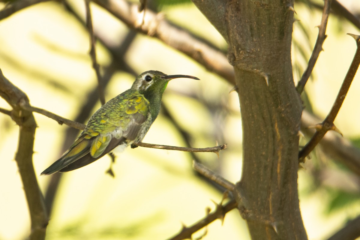 Colibri guaïnumbi - ML514266811