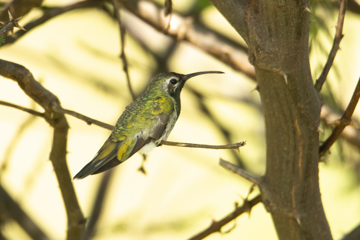 Colibrí Guainumbí - ML514266821