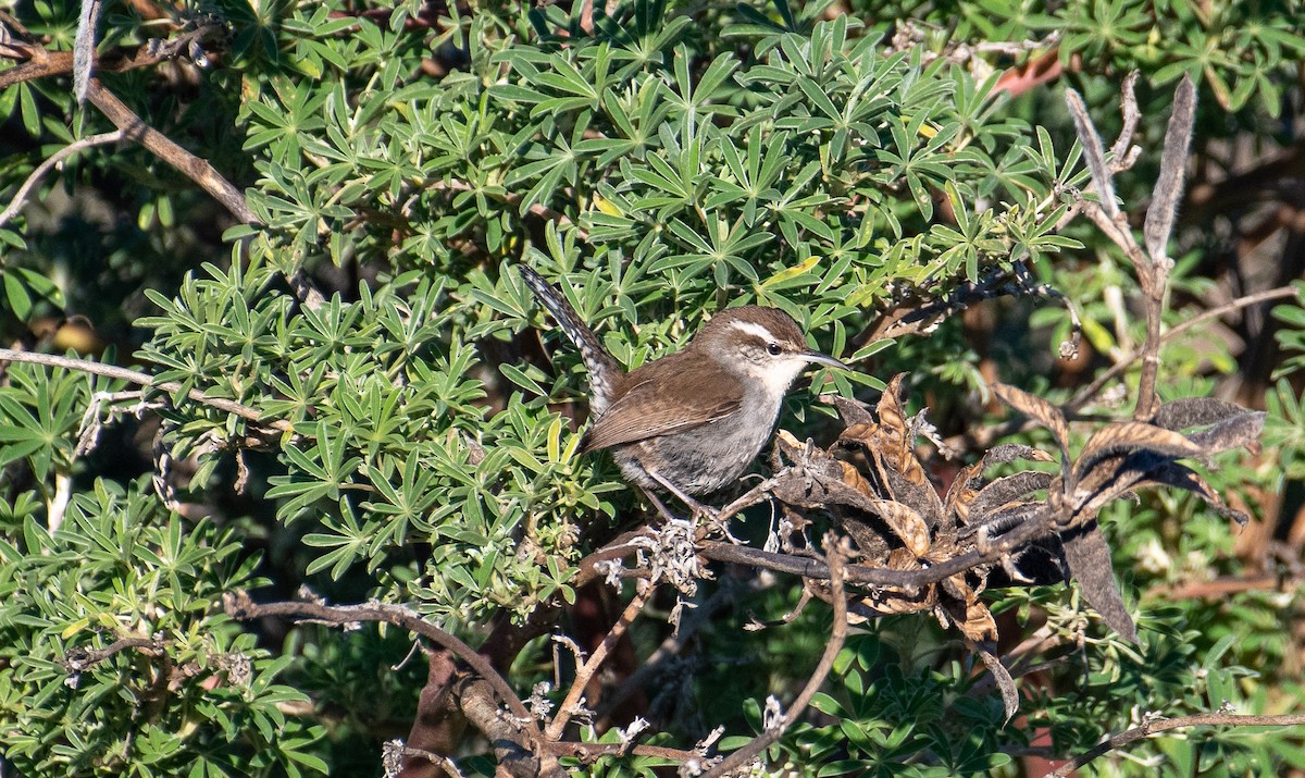 Bewick's Wren - Jim Yeskett