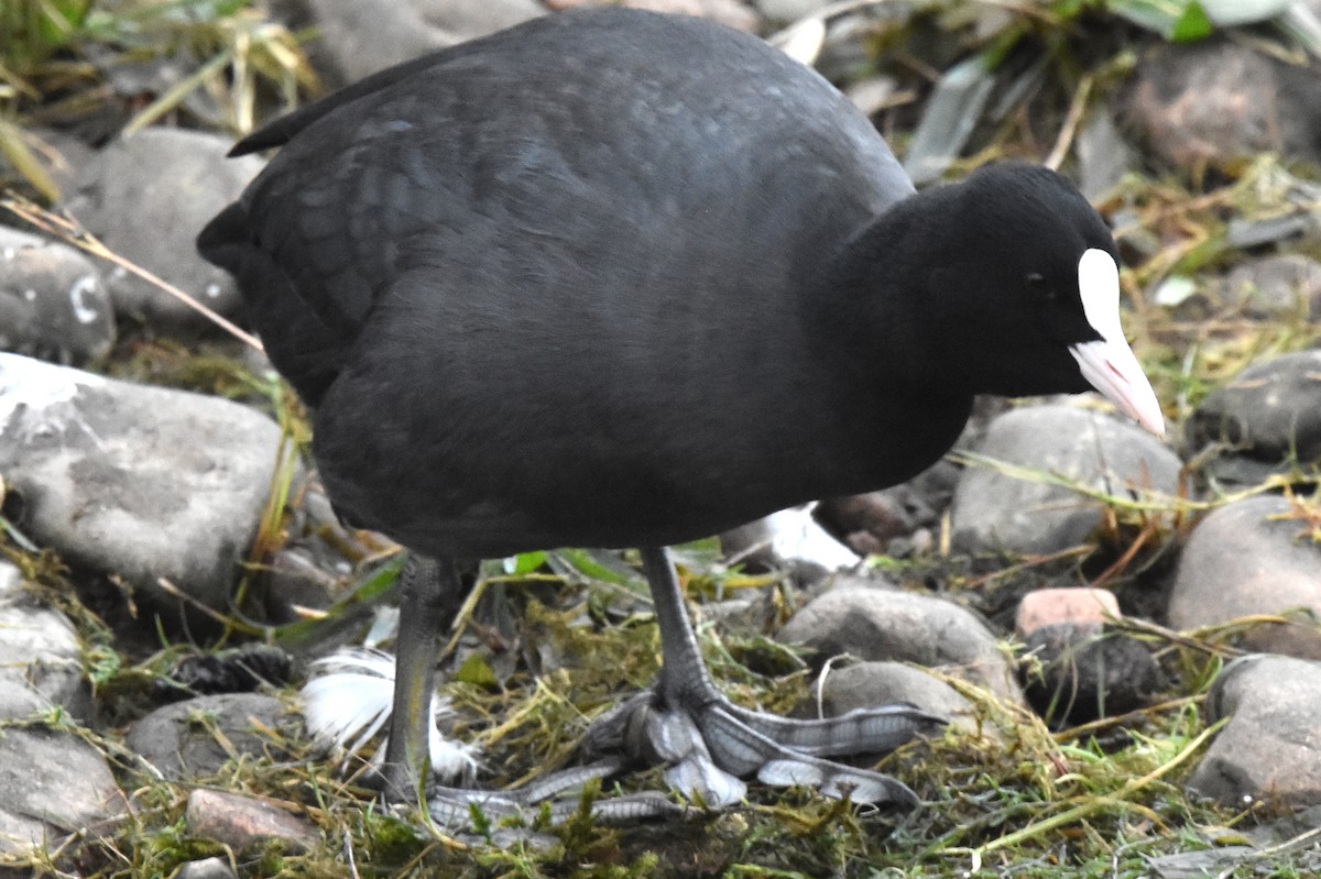 Eurasian Coot - ML514268381